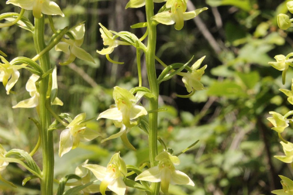 Platanthera chlorantha